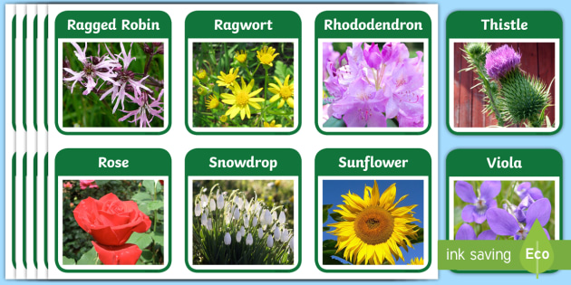 Plants and Flowers Flashcards - Plants and Flowers Flash Cards