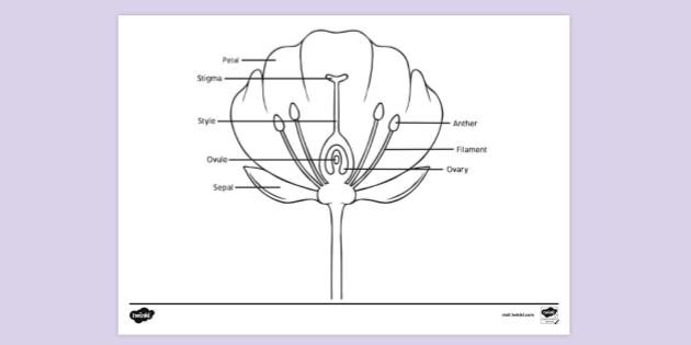 FREE! - Flower Structure Colouring | Colouring Sheets