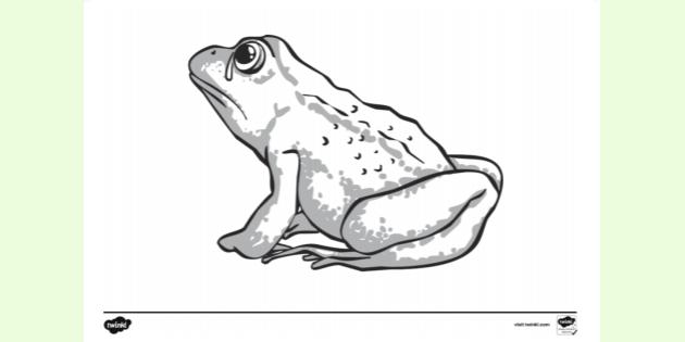 FREE! - Crying Frog Colouring Sheet (teacher made)