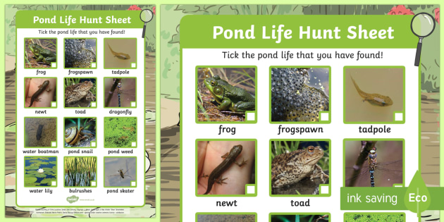 Pond Life Hunt Sheet - pond dipping, pond life, hunt sheet, hunt