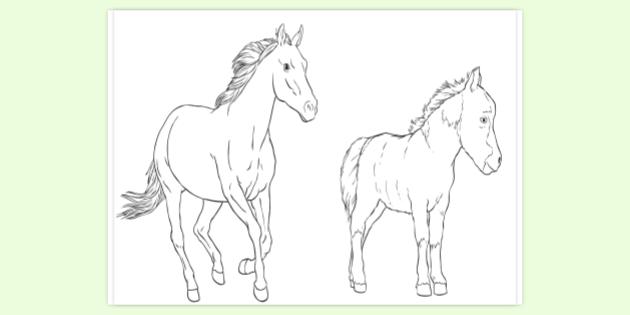 Horse and Pony Colouring Pages
