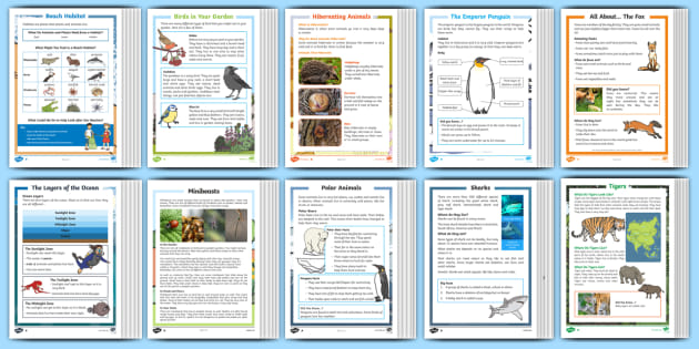 Animal Non Chronological Report Non Fiction Texts Animals