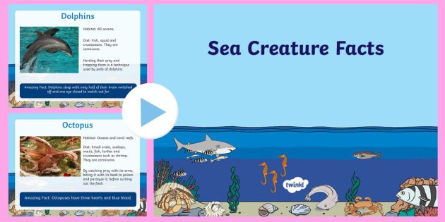 Ocean Animals Powerpoint Ks1 Primary Resources