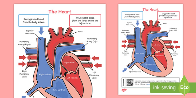 KS2 Heart Diagram QR Labelling Activity - Science - Twinkl