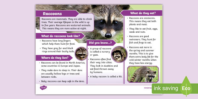 Raccoons KS1 Fact File - Mammals - Twinkl