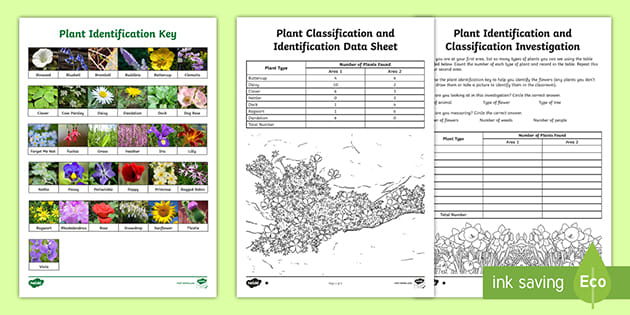 plant classification investigation classifying plants