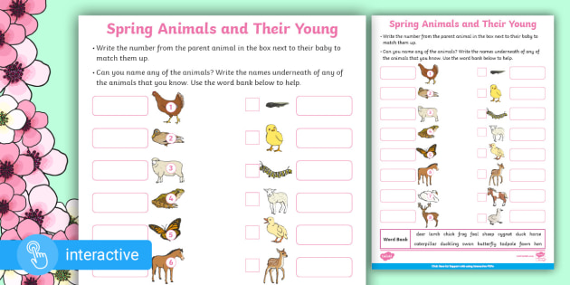 KS1 Spring Animals and Their Young Activity Sheet - Twinkl