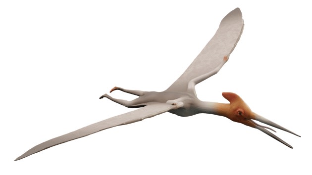 Pterodactyl Augmented Reality Ar Quick Look Model Educational Teaching