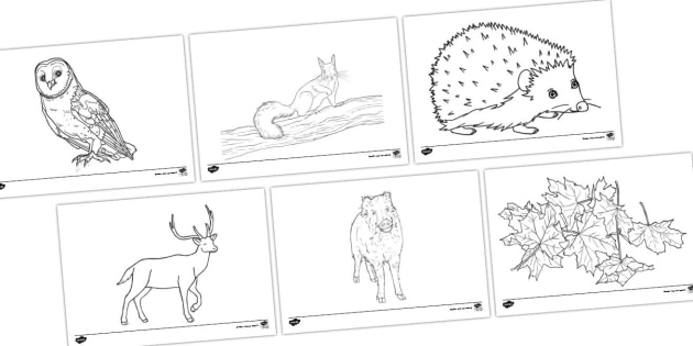 Cahier de 10 pages de coloriages d'animaux 