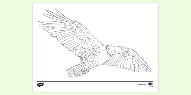FREE! - Printable Bald Eagle Colouring Page | Colouring Sheets