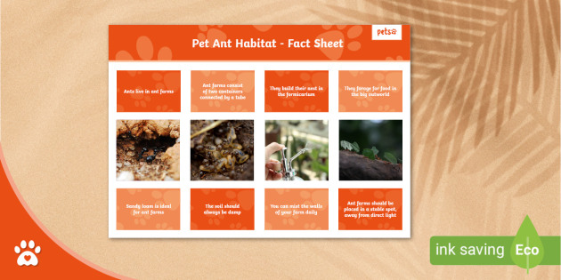 Pet Ant Habitat - Fact Sheet - Ant Farm - Ants - Twinkl Pets