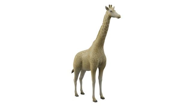 Giraffe Augmented Reality Ar Quick Look Model Educational Teaching Resource