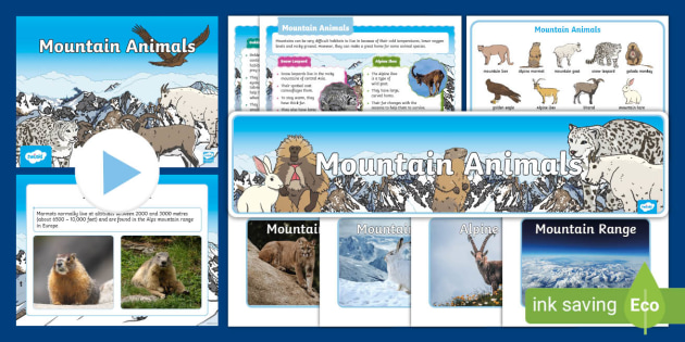 Mountain Animals Resource Pack (teacher made) - Twinkl