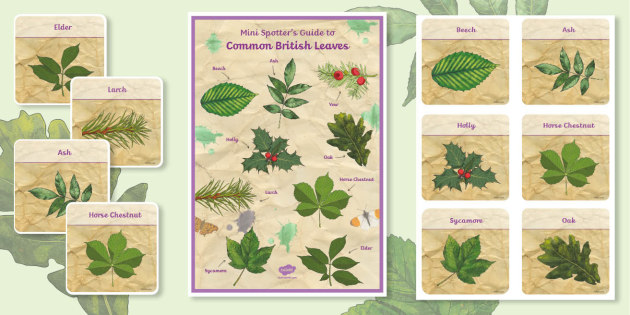 Common Leaf Id Guides (teacher-made)