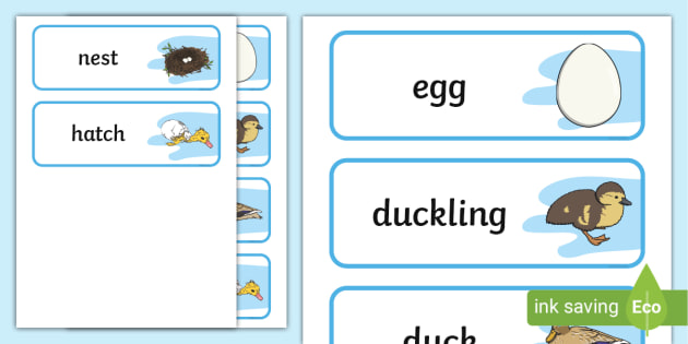 Duck Life Cycle Word Mat (teacher made) - Twinkl