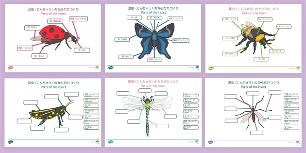 昆虫の体の作り（英語と日本語入り）Parts of the Insect Japanese and English