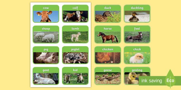 Animals And Their Babies Printable Flashcards