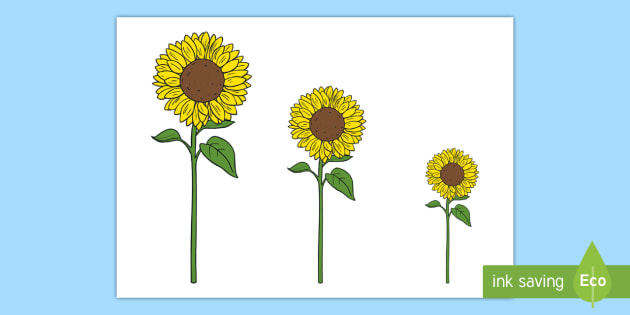 Cut Sunflowers - Sunflowers of Varied Sizes Cut Outs