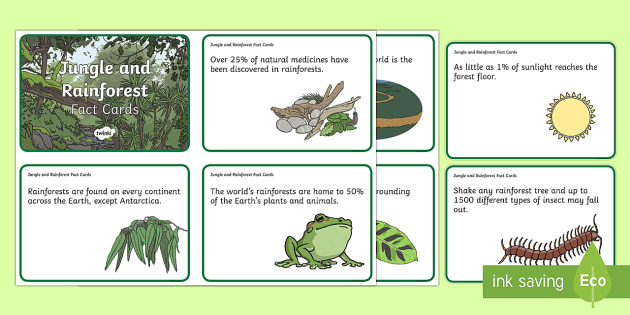 Interesting Facts about the Rainforest - Fact Cards - Twinkl