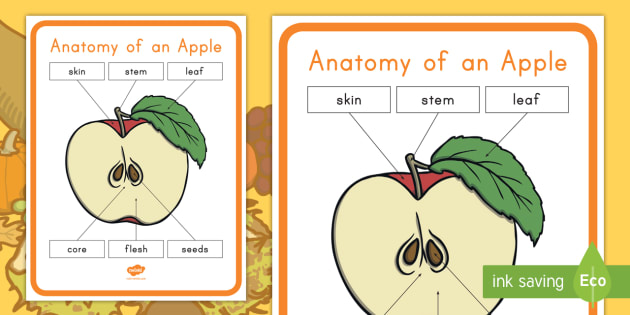 Anatomy Of An Apple Poster  Teacher Made