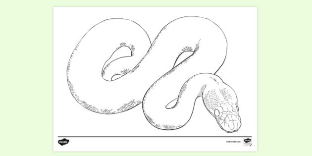 FREE! - Python Colouring Page | Colouring Sheets