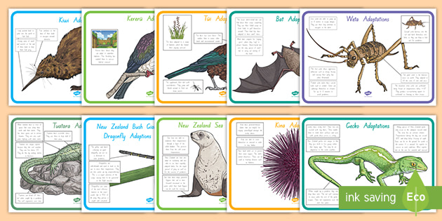 New Zealand Animal Adaptation Display Posters (teacher made)