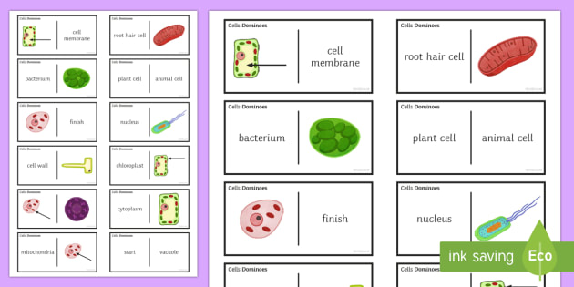 Cells Dominoes - Dominoes, Cell, Plant Cell, Animal Cell ...