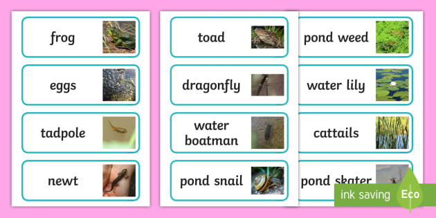 pond life word cards