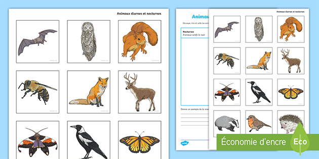 Free Activite De Tri Animaux Diurnes Et Nocturnes