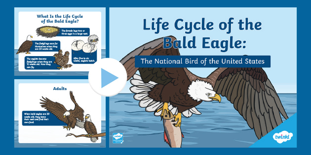 Life Cycle of a Eagle PowerPoint (Teacher-Made)