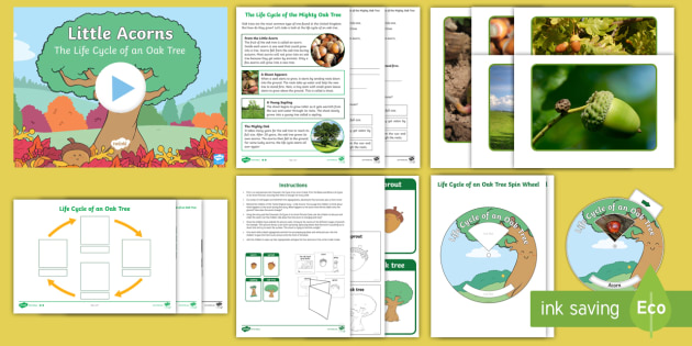 Little Acorns Life Cycle Of An Oak Tree Resource Pack