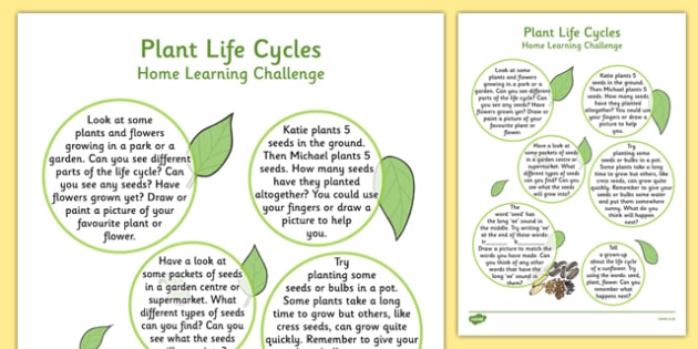 Life cycle worksheet pdf picture