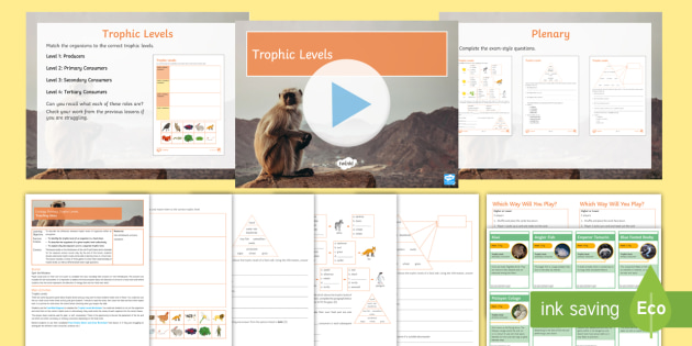 Trophic Levels Aqa Gcse Biology Beyond Secondary 9941