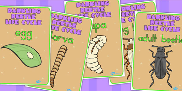 Darkling Beetle Life Cycle Display Posters (teacher made)