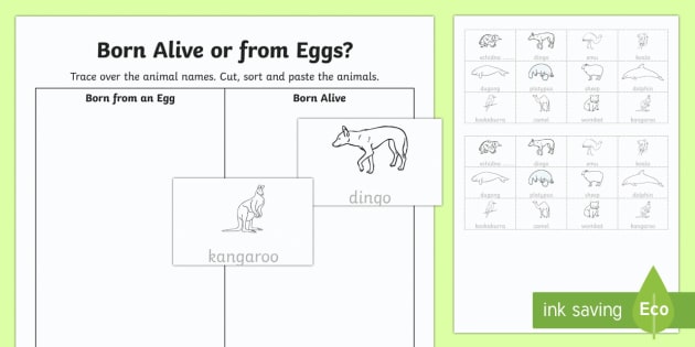Born Alive or From Eggs? Cut and Paste Worksheet / Worksheet