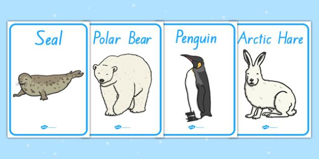 Polar Regions Animals Display Posters (teacher made)