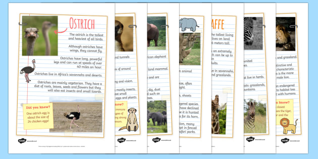 Safari Animal Fact FileDisplay Posters (teacher made)