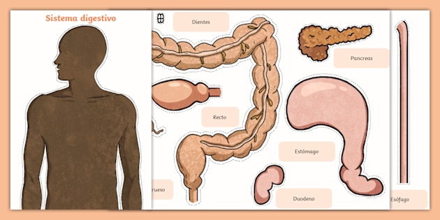 Siluetas del sistema digestivo | Recursos Educativos Twinkl siluetas-del-sistema-digestivo-recursos-educativos-twinkl