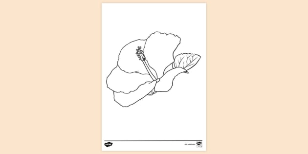 Printable Hibiscus Flower Colouring Page Colouring Sheets