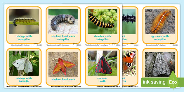 Caterpillar And Butterfly Photo Matching Activity Matching Cards