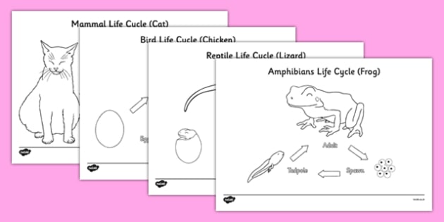 Animal Life Cycles Colouring Sheets (teacher made) - Twinkl