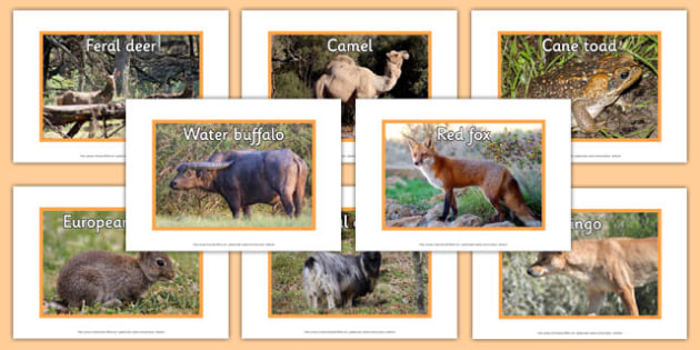 Australia Animals Photos | Primary School Resources