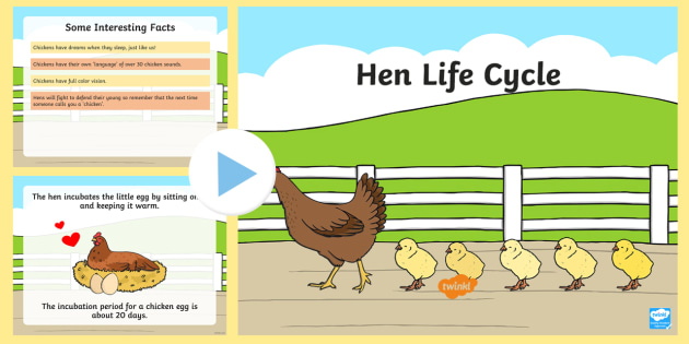 Hen Life Cycle PowerPoint - chicken, egg, living things, grow