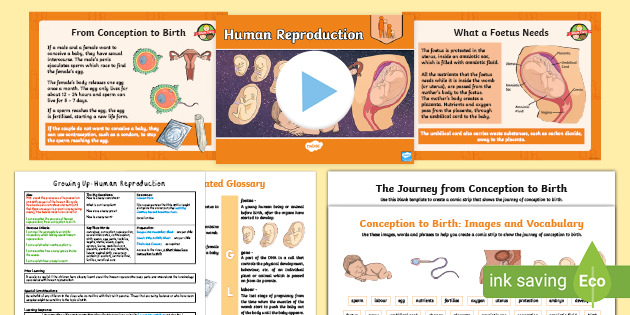 Birth of a Human Baby - Biology Online Tutorial