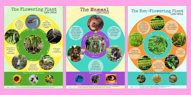 Comparing Different Life Cycles Display Posters Pack