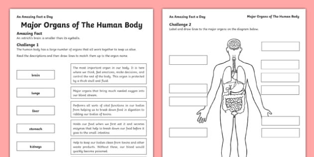 Major Organs of the Human Body Worksheet / Worksheet - internal organs