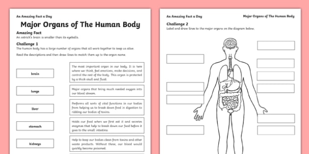 major organs of the human body worksheet activity sheet