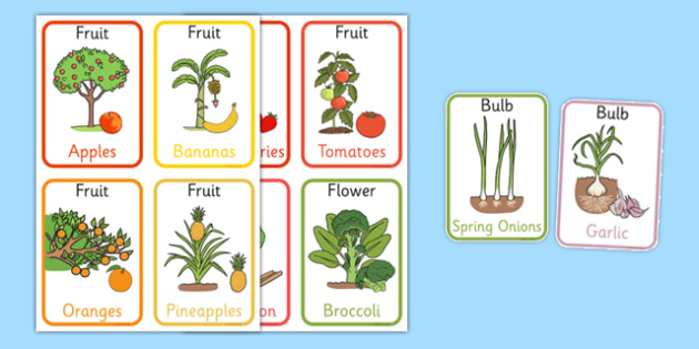 edible-plant-parts-flash-cards-edible-plant-plant-parts