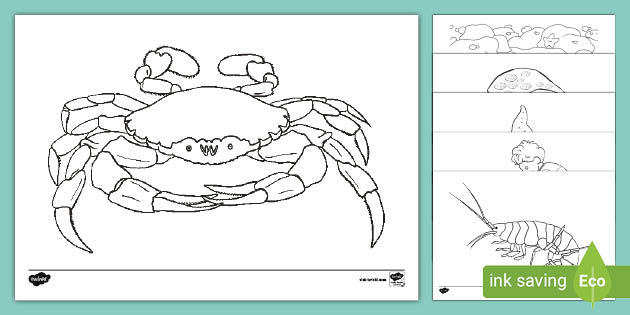 Rock Pool Colouring Pages Teacher Made