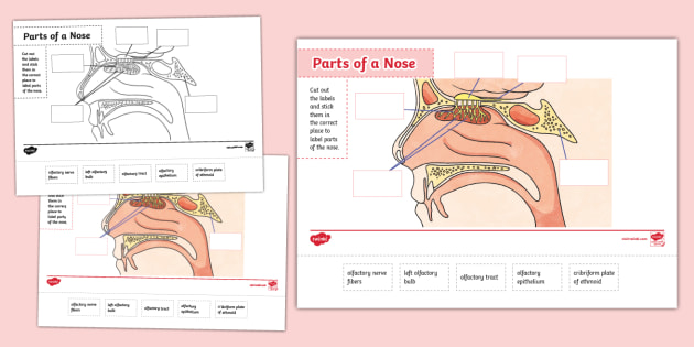 What Are The Parts Of The Nose And Its Functions Blurtit Rhinoplasty